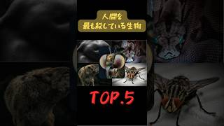 人間を最も殺している生物TOP5　#雑学 #動物 #生物