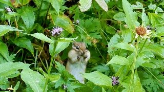 北海道トムラウシ山のリス Squirrel of Mt.Tomuraushi in Hokkaido, Japan