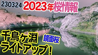 『千鳥ヶ淵ライトアップ』ライトアップされた桜を間近で観賞！