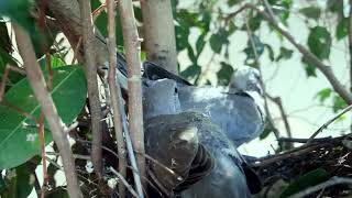 Dove Bird Babies || कपोतक पंक्षी || Baby Dove sound