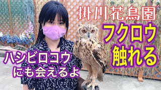 【掛川花鳥園】バードショーやフクロウと触れ合えたり🦉静岡県掛川市のレジャースポットです。