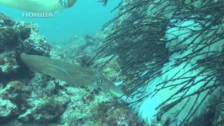 bigfin reefsquid