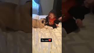 Funny Babies Playing with Dogs Compilation - Funny Baby and Pets || Cool Peachy | 2024 Dog Videos