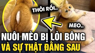 Chủ con mèo đăng clip BẮT ĐỀN vì nuôi một thời gian bị RÁCH BÔNG lòi ra | Tin 3 Phút