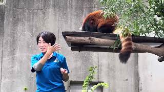 「動物の食事の時間」　レッサーパンダのメイタちゃん編　千葉市動物公園にて　2024年10月26日