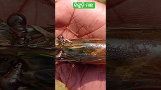 ଚିଙ୍ଗୁଡ଼ି ମାଛ 🦐🦐#shorts#ytshorts #riverfishing#fishingwithgangu