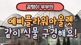 [예삐플라워아울렛] 식물 구경 같이 해요!