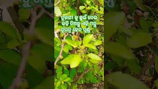 ତୁଳସୀ ଗଛ କୁ ଛୁଇଁ ଦେଇ କହି ଦିଅନ୍ତୁ ୧ ମନ୍ତ୍ର ତୁରନ୍ତ ହେବ ପୂର୍ଣ୍ଣ 🌿💚🙏 #shortsodia  #youtubeshorts