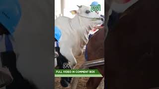 അലമാദിയിലെ ഇന്ത്യൻ ജനുസ് കാളകൾ... #bulls #semenstation #bullstation #dairyfarming #Karshakasree