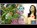 Bargad Kay Darakht Se Ilaj | Subah Saverey Samaa Kay Saath | SAMAA TV | Madiha Naqvi | 20 Feb 2017