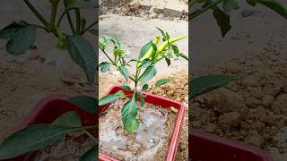 घर पर हरी मिर्च उगाने का सबसे आसान तरीका #viral#shorts#trending#ytshorts#gardening#Short#viralshorts