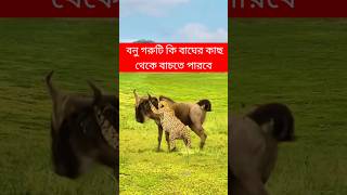 বনুগরুটি কি বাঘের হাত থেকে বাঁচতে পারবে | গরু | বাঘ | Caw | Tiger | Animal  @Bismillahanimalmedia