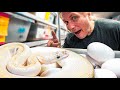 INSANE BALL PYTHON CLUTCH LAID!! THESE BABY SNAKES ARE GOING TO BE AWESOME!! | BRIAN BARCZYK