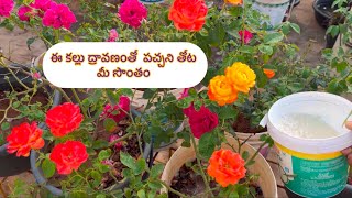 ఈ natural urea ద్రావణంతో చనిపోతుందనుకున్న మొక్కైనా చిగురించి పూయాల్సిందే!!!