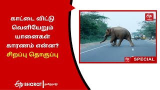 காட்டை விட்டு வெளியேறும் யானைகள் | Elephants leaving the forest |  | ETV Bharat Tamil Nadu