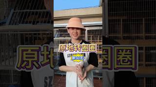 鴿友們，你們的鴿子是不是就是這樣家飛的 #鸽子 #賽鴿