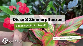 The top 3 houseplants from Axel Kanzler: News about Zamioculcas, Christ thorn and sedum