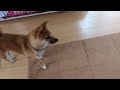 豆柴おーじろう 11か月 ☆セネガル戦を占う mameshiba shiba inu ohjiro predicts japan vs senegal