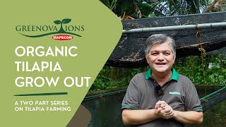 ORGANIC TILAPIA GROW OUT | A Two Part Series on Tilapia Farming PART 2