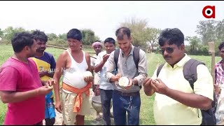 White and Yellow Watermelons Farming in Mayurbhanj's Betnoti, Earns about 4 Times More Profit