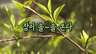 독특한 생존전략을 가진 미선나무의 자생지  / YTN 사이언스