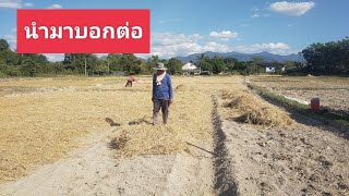 ทำตามได้คับ วิธีเตรียมแปลงปลูกพริก คลุมฟางแปลงพริก ปลูกในนาข้าว