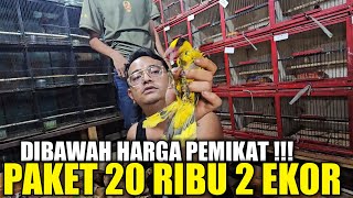 LEBIH GILAA !!! CUMA KIOS ALHAMDULILLAH YG NEKAD JUAL RATUSAN EKOR OMBYOKAN DIBAWAH HARGA PEMIKAT