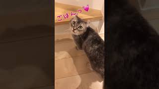 【おねだり】帰宅すると、すりすり甘えてご飯の催促する猫とおしゃべり#shorts #甘える猫#すりすり