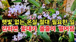 햇빛 없는 온실 꽃대 관리 애니시다 비레야 만병초 싸리종류 초연초 분홍리스본