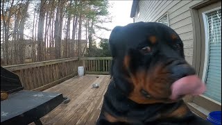 ROTTWEILERS: HE BLOCKED THE CAMERA…THEY FOUGHT 😮