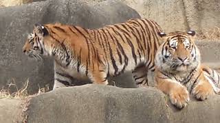 アムールトラ🐯のアースくん　おてて大きいねえ〜　浜松市動物園　2023年1月8日