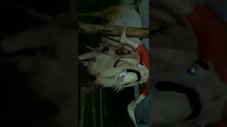 BIG HORNS MONSTER #amingad #sheep #heavy #amingadsheepmarket #share #youtubeshorts #shorts