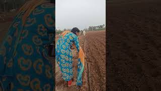 #How to sowing ground nuts  #వేరు శనగ గింజలు నాటుతున్నము#