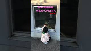 【熊本市動植物園】元気なリスザルさん　#shorts