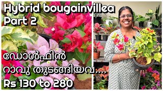 Hybrid bougainvillea part 2 | ഡോൾഫിൻ ഡോക്‌ടർ റാവു തുടങ്ങിയവ... | plants for sale