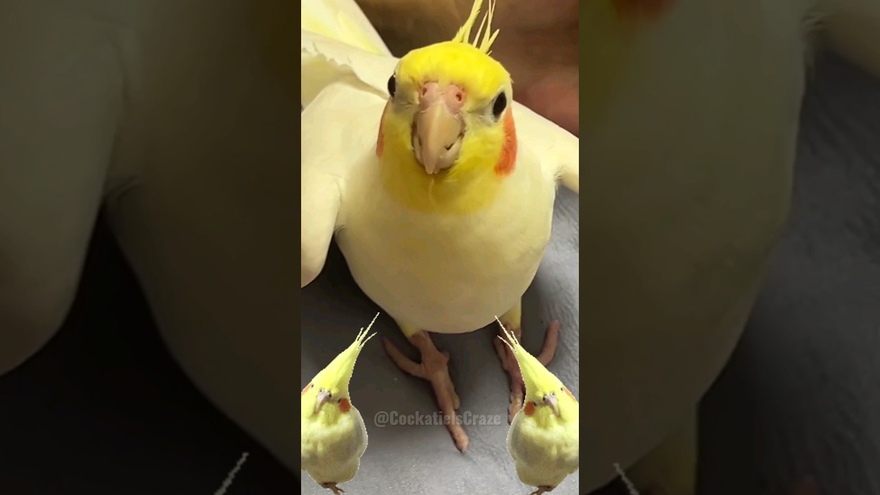 Adorable Cockatiel Singing Cookie Song рџћµ Cockatielscraze