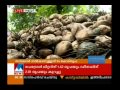 issue in coconut collection through krishibhavan manorama news