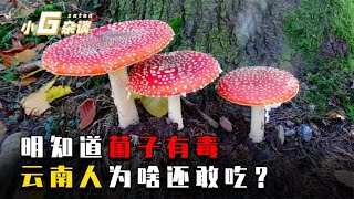 为什么云南人宁可中毒，也要吃菌子？难道是为了体验幻觉吗？