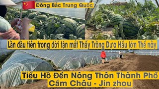 #97🇨🇳Tiểu Hồ Đến Nhà Chị Dâu Trồng Dưa Hấu To Khổng Lồ Thấy Ham Quá, nông Thôn Cẩm Châu Trung Quốc