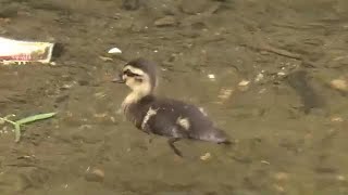 お母さんはどこに！？　福島市中心部を流れる川にカルガモの赤ちゃん　地域で成長見守る＜福島県＞ (23/05/28 06:00)