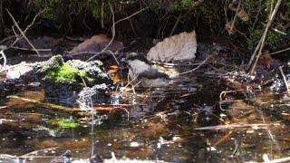 河口湖フィールドセンターのコガラの水浴び　その４２（4K60P動画）