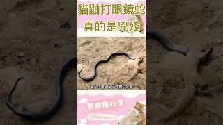 貓鼬和眼鏡蛇打起來，你們說誰能贏！#animals #cobra #shorts