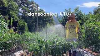 Dansoonlog107 Rural summer life in Korea, worried even if it rains or not, vlog