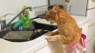 When cats doing things better than you! Funny Cat s 2024