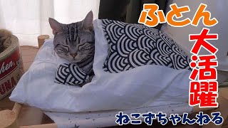 息子君だとすぐ布団から出る猫がコチラです。　アメリカンショートヘア「さん」　ねこずちゃんねる463 #猫 #ねこ #cat #アメショ