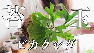 【ビカクシダ】苔玉作り｜その後の成長【リドレイ・OMO】