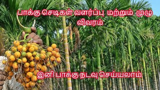 பாக்கு செடிகள் வளர்ப்பு  மற்றும்  முழு  விவரம் ||இனி  பாக்கு நடவு செய்யலாம் #arecanut #nucts #plants