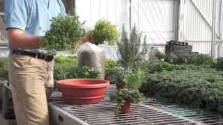 How to Make an Herb Container Garden