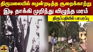 திருமலையில் சுழன்றடித்த சூறைக்காற்று... இடி தாக்கி முறிந்து விழுந்த மரம் - திருப்பதியில் பரபரப்பு