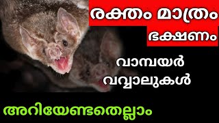 2 ദിവസം രക്തം കിട്ടാതെ വന്നാൽ മരിക്കുന്ന വവ്വാലുകൾ | #vampirebats_factsmalayalam